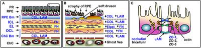 Retinal Distribution and Extracellular Activity of Granzyme B: A Serine Protease That Degrades Retinal Pigment Epithelial Tight Junctions and Extracellular Matrix Proteins